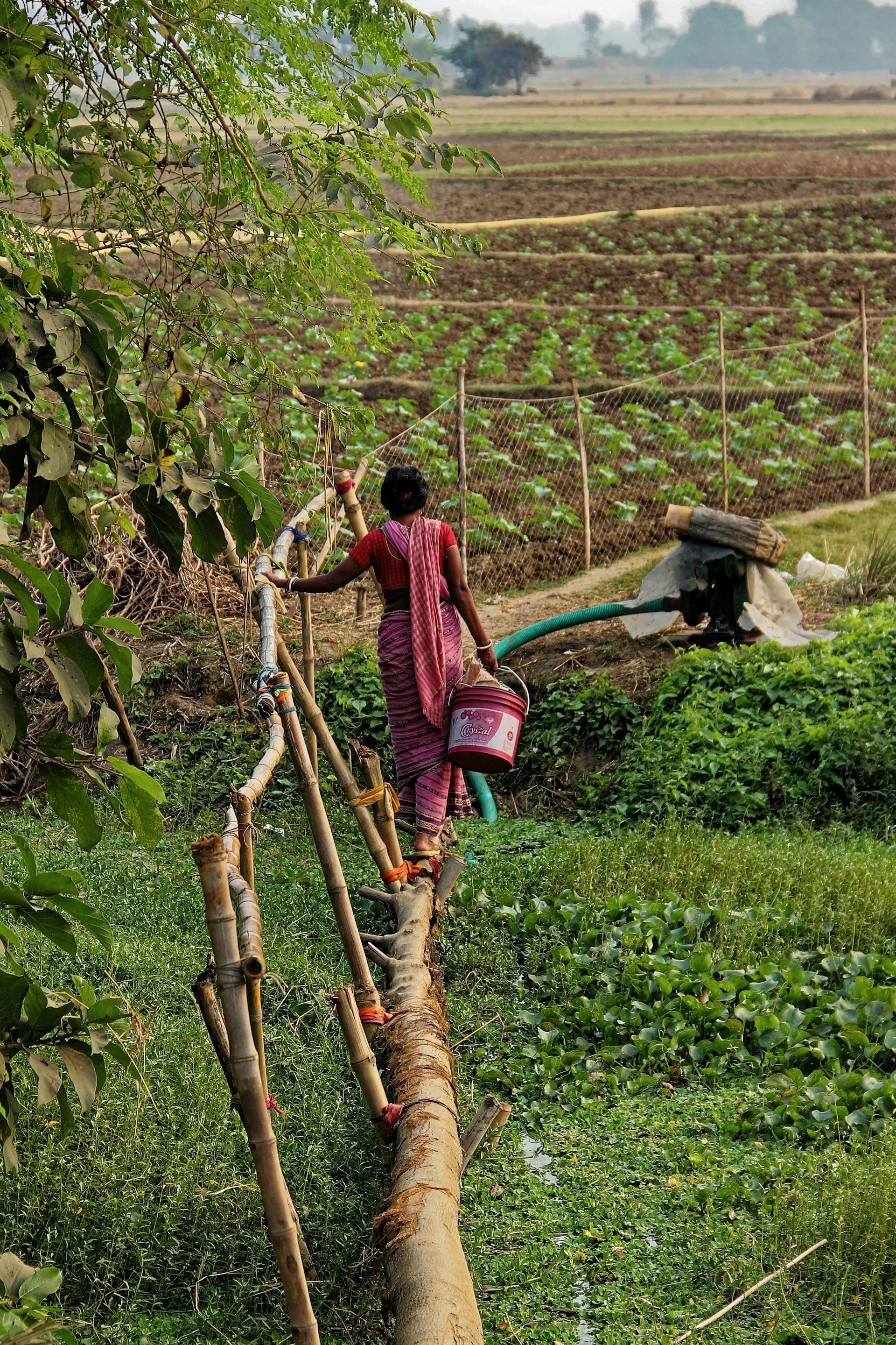 Organic African Shea Butter: Traditional Methods & Harvesting